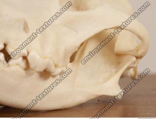 photo reference of skull 0022